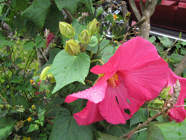 Hibiscus des marais