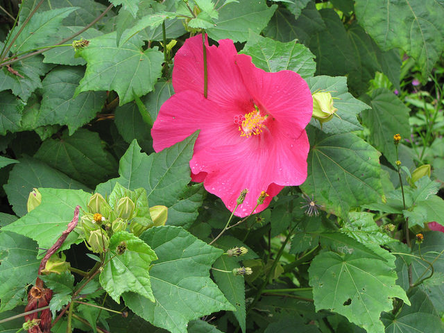 Hibiscus des marais
