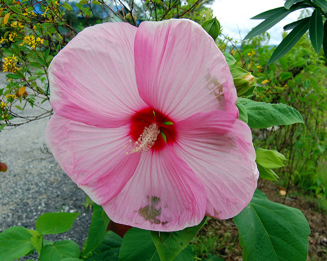 Hibiscus des marais