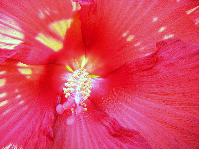 Hibiscus des marais
