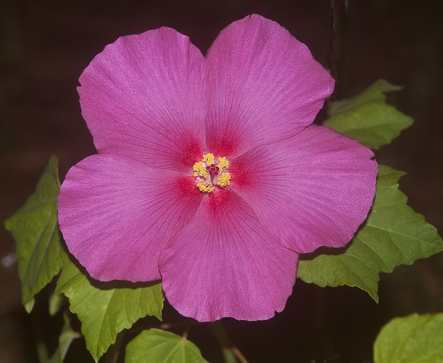Caprice de femme (Hibiscus mutabilis)