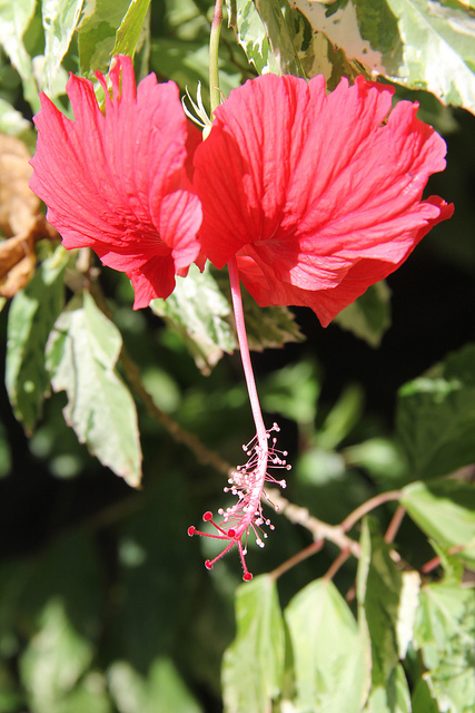Hibiscus rose de chine (Hibiscus rosa-sinensis)