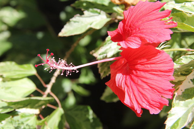 Hibiscus rose de chine