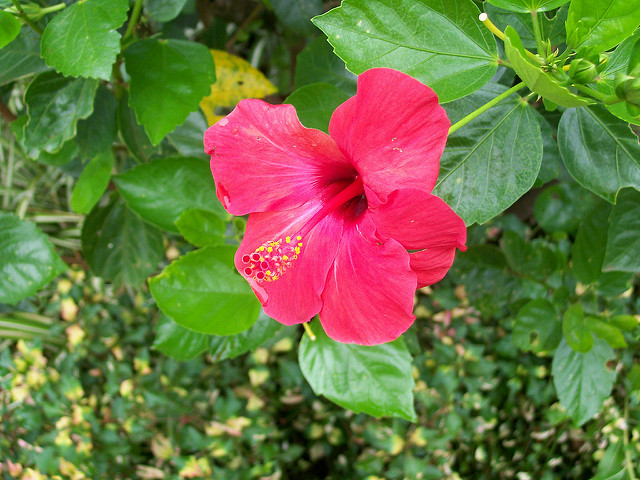 Hibiscus rose de chine
