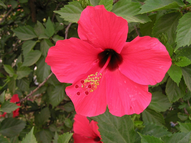 Hibiscus rose de chine