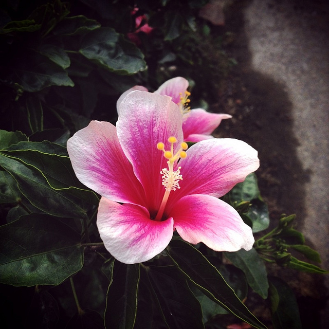 Hibiscus rose de chine