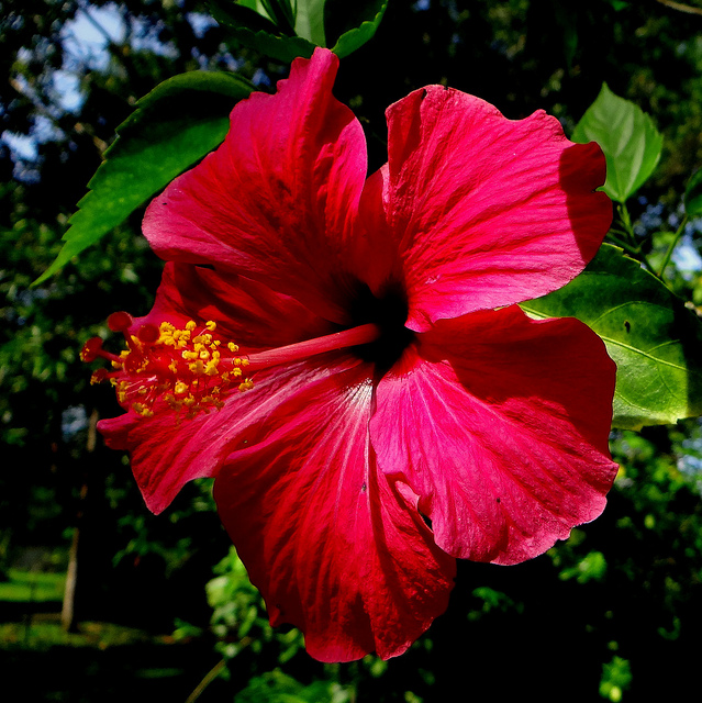 Hibiscus rose de chine