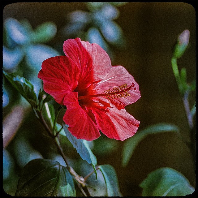 Hibiscus sabdariffa