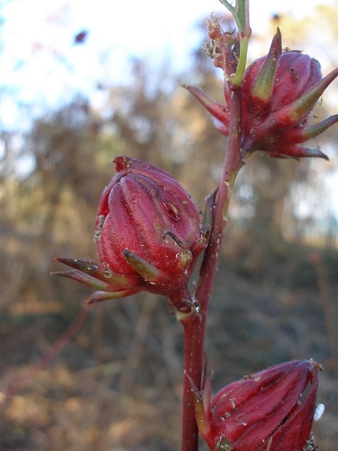 Hibiscus sabdariffa