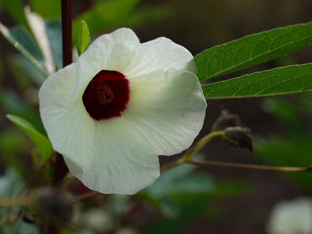 Hibiscus sabdariffa