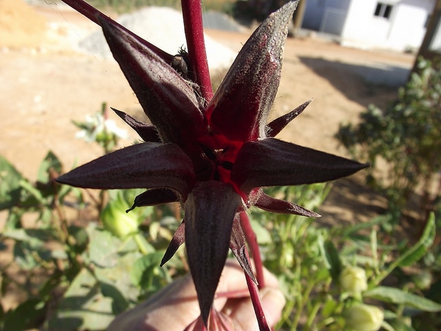 Hibiscus sabdariffa