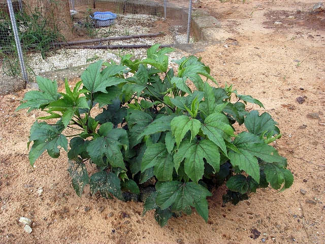 Hibiscus sabdariffa