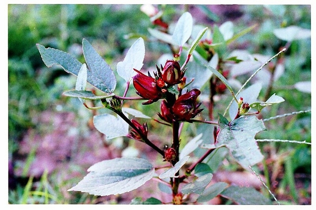 Hibiscus sabdariffa (Hibiscus sabdariffa)