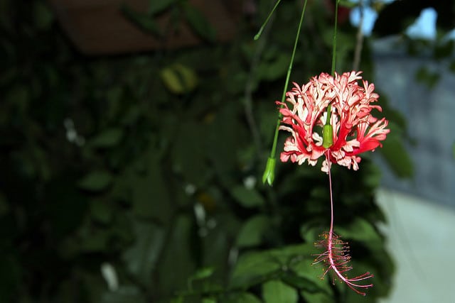 Lanterne japonaise (Hibiscus schizopetalus)
