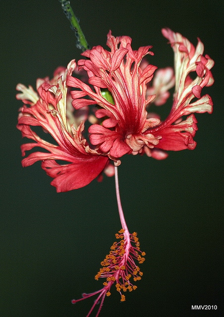 Lanterne japonaise
