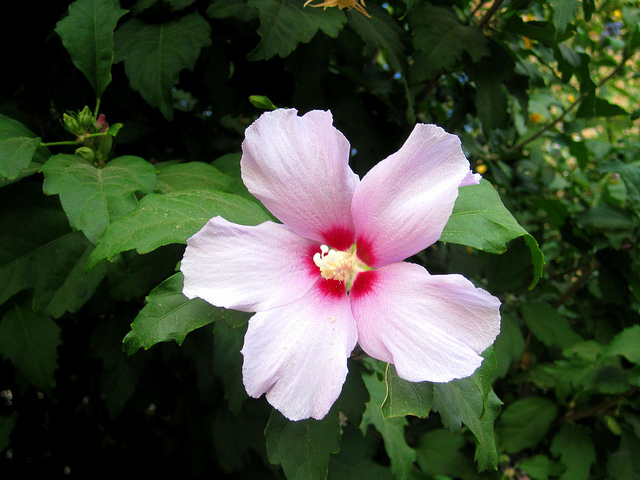 Mauve en arbre