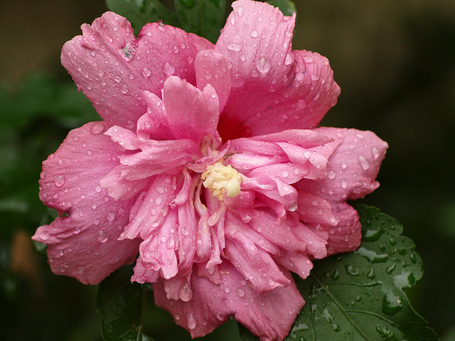 Mauve en arbre