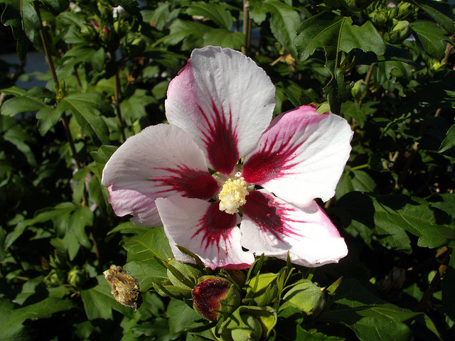 Mauve en arbre (Hibiscus syriacus)