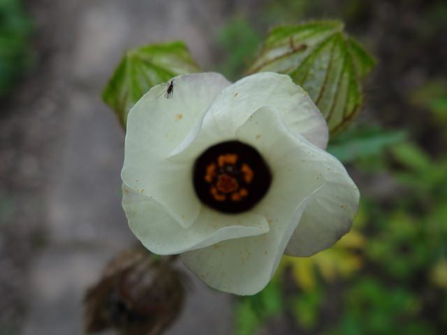 Hibiscus trionum