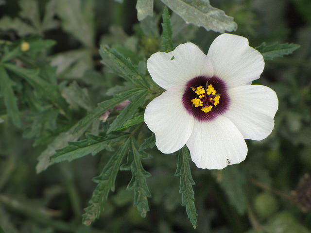 Hibiscus trionum