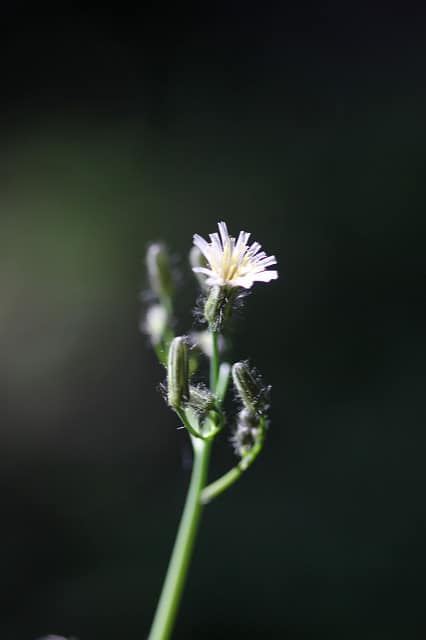 Hieracium albiflorum (Hieracium albiflorum)