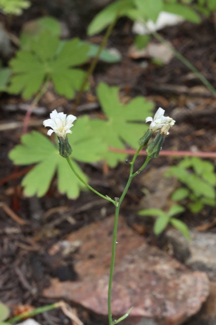 Hieracium albiflorum