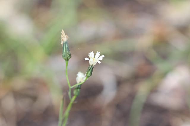 Hieracium albiflorum