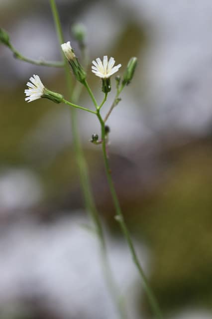 Hieracium albiflorum