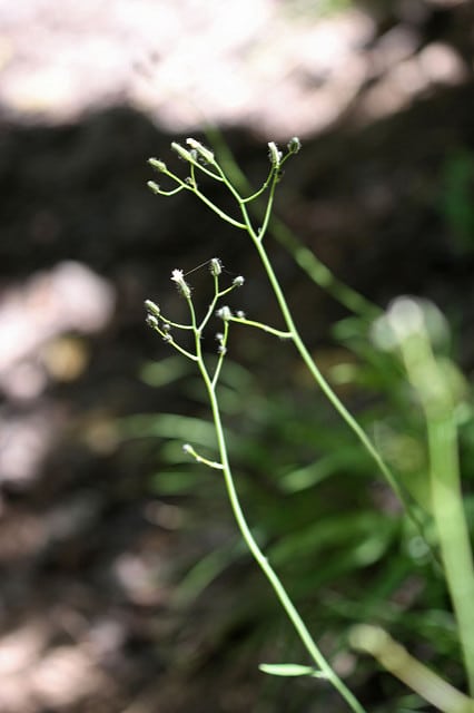 Hieracium albiflorum