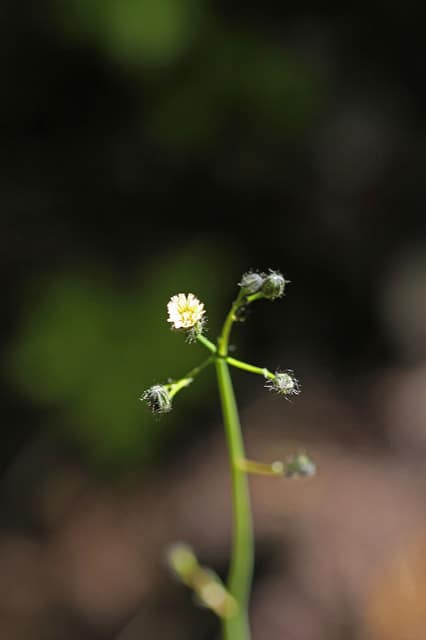 Hieracium albiflorum