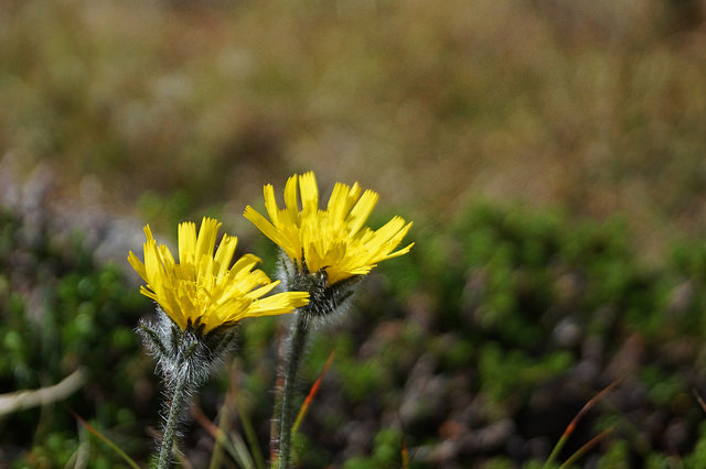 Épervière des alpes (Hieracium alpinum)