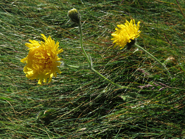 épervière des alpes
