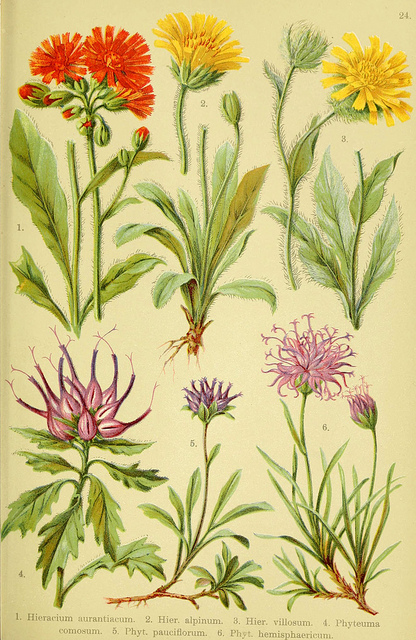 épervière des alpes