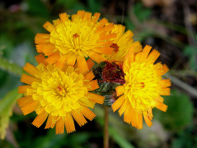 Épervière orangée (Hieracium aurantiacum)