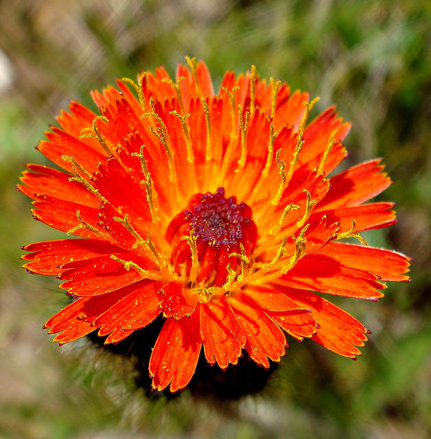 épervière orangée