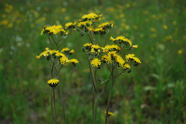 Piloselle cespiteuse (Hieracium caespitosum)