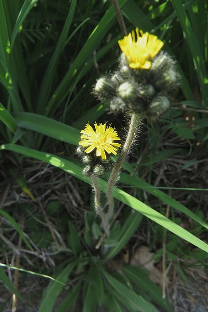 Hieracium floribundum