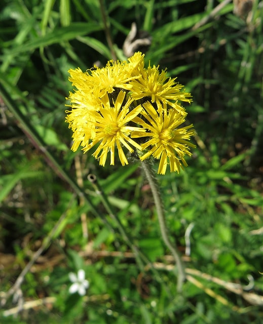 Hieracium floribundum