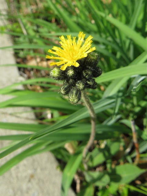Hieracium floribundum