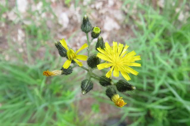 Hieracium floribundum