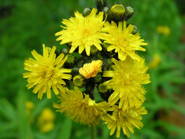 Hieracium floribundum (Hieracium floribundum)