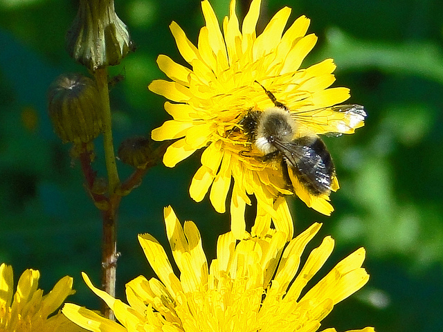 Épervière vulgaire (Hieracium lachenalii)