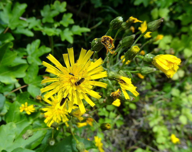 Épervière lisse (Hieracium laevigatum)