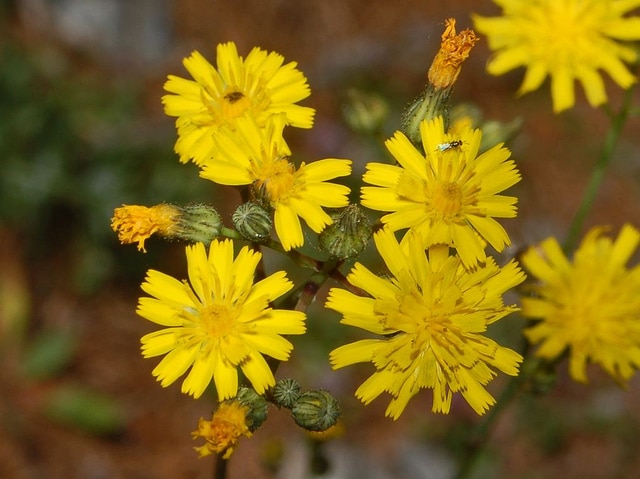 Fausse piloselle (Hieracium piloselloides)