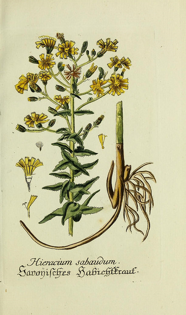 Épervière de savoie (Hieracium sabaudum)
