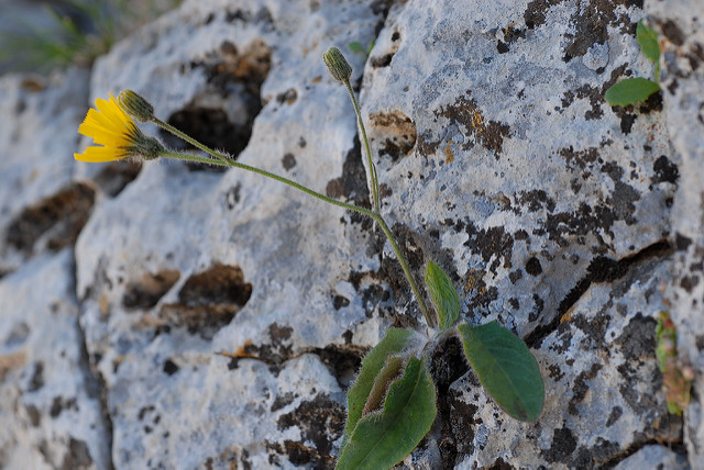 Épervière de schmidt (Hieracium schmidtii)