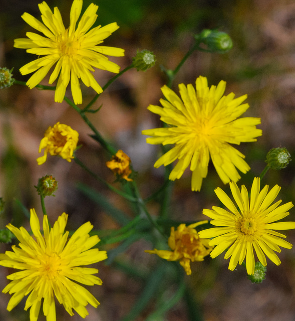 Accipitrine (Hieracium umbellatum)