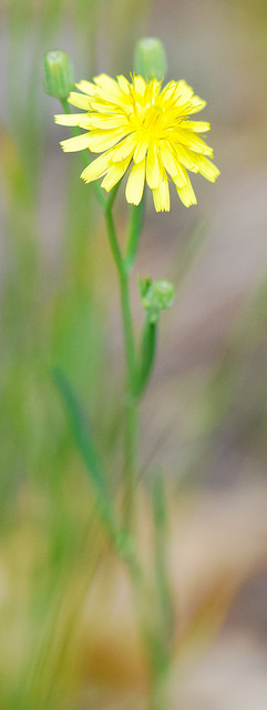 Accipitrine