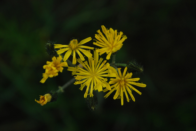 Accipitrine