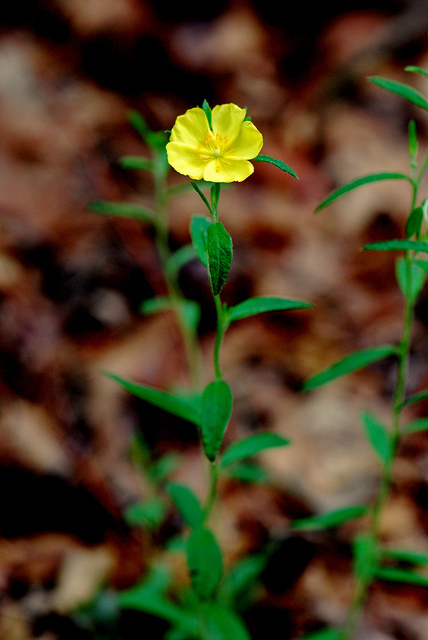 Accipitrine